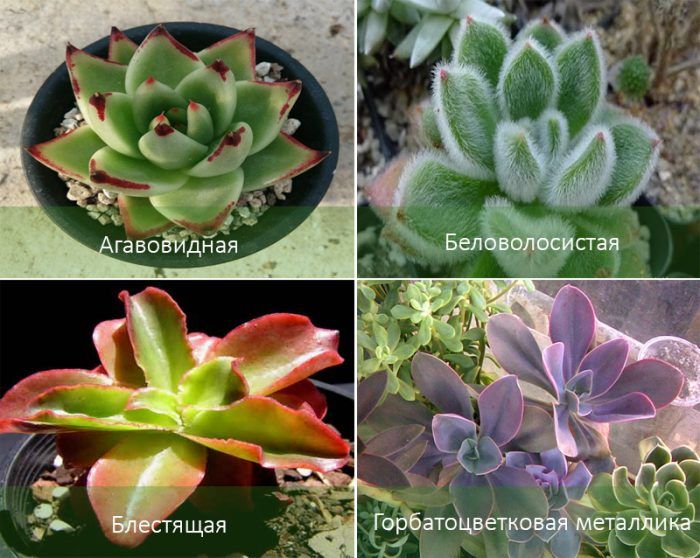 Mga Uri ng Echeveria