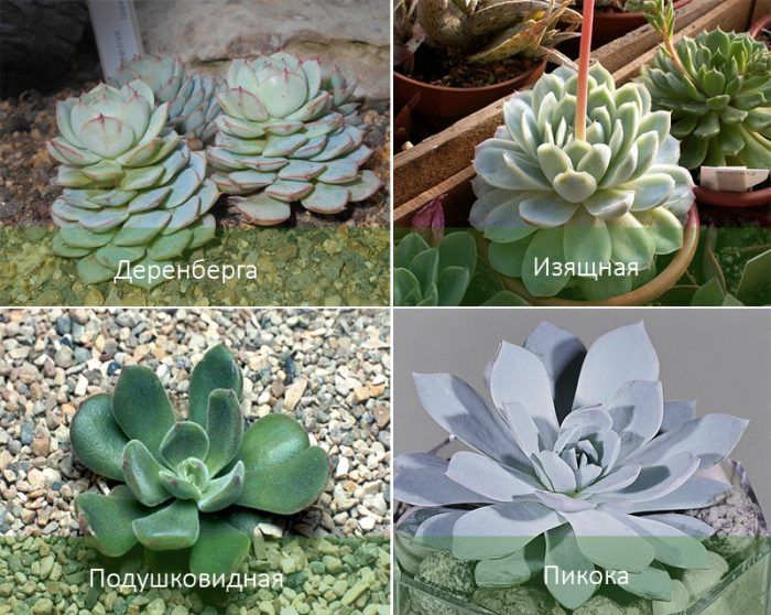 Mga Uri ng Echeveria