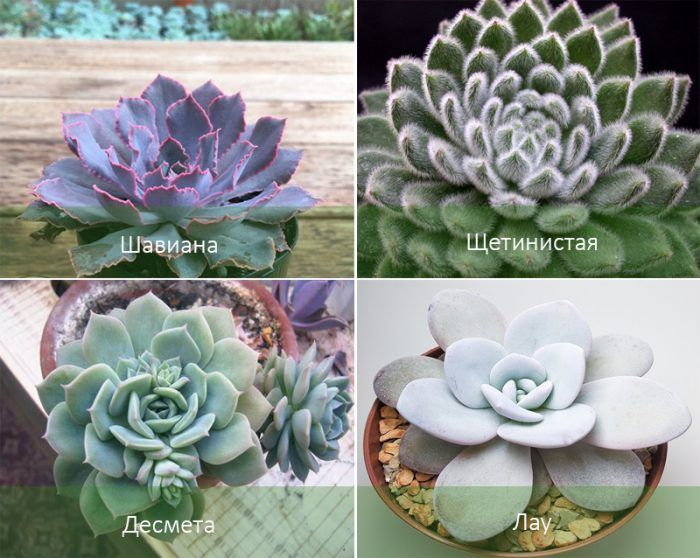 Mga Uri ng Echeveria