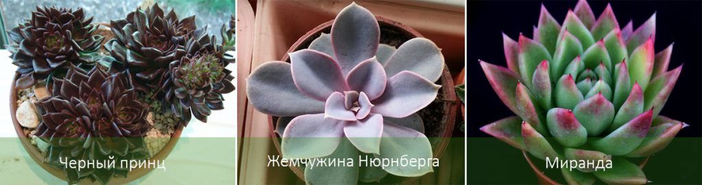 Mga Uri ng Echeveria