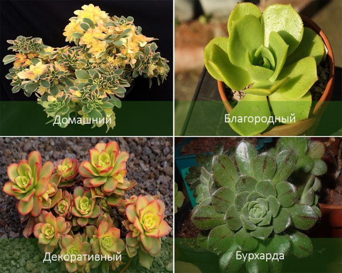 Mga Uri ng Aeonium