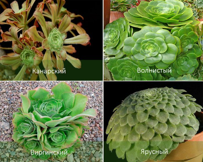 Mga Uri ng Aeonium