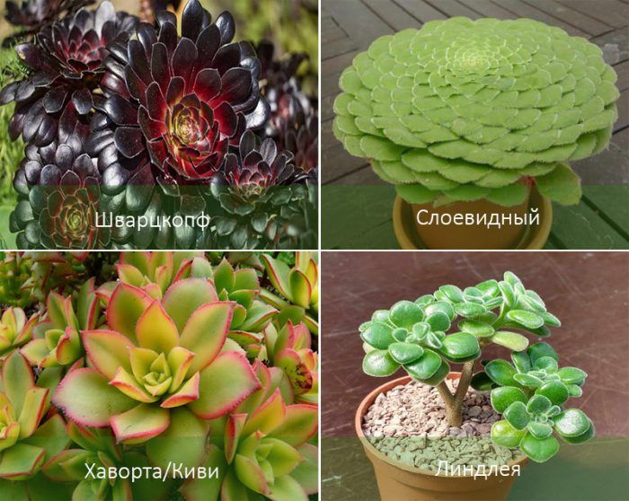 Mga Uri ng Aeonium
