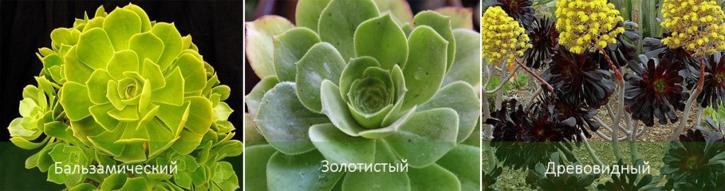 Mga Uri ng Aeonium