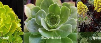 Druhy Aeonium