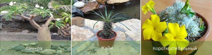 Mga Uri ng Pachypodium