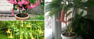 Brugmansia thuis en in de tuin