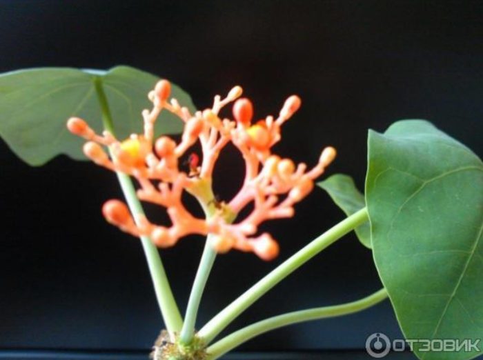 Namumulaklak na Jatropha