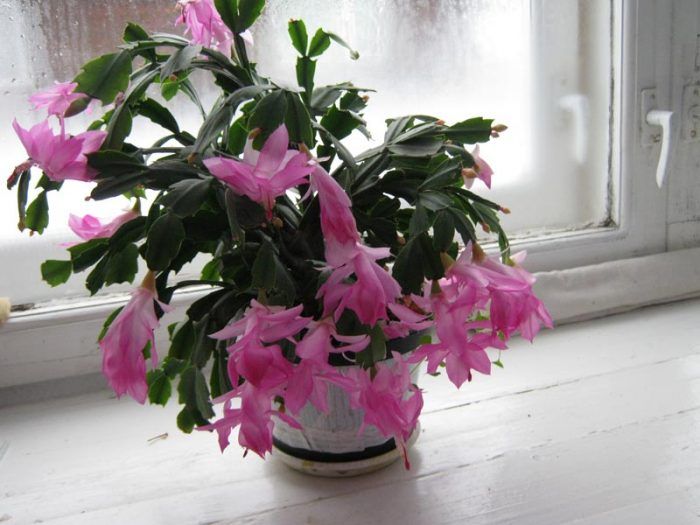 Rosas na Schlumbergera