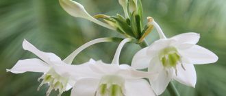 Larawan ni Eucharis