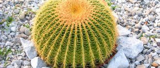 Echinocactus