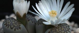 Mga Lithops