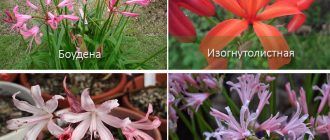Mga uri ng Nerine