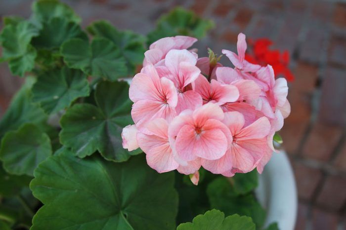 Pelargonia