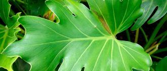 Foto van een Philodendron