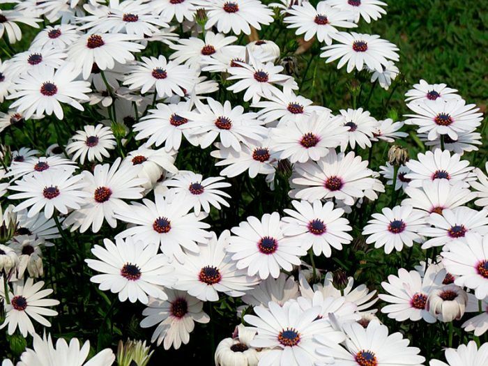 Larawan ng Pyrethrum