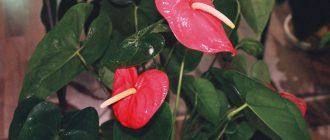 Anthurium