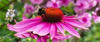 Echinacea