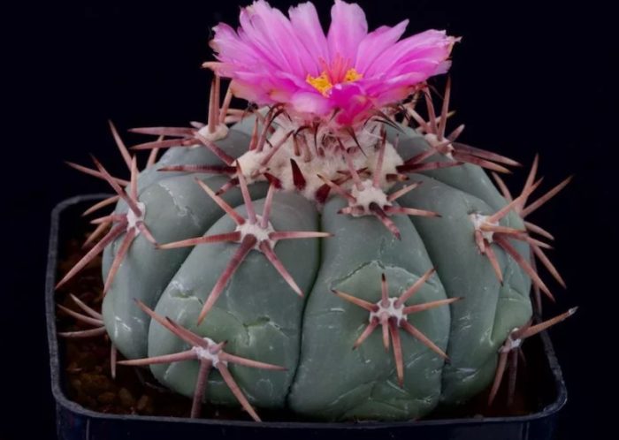Echinocactus horizontalonius