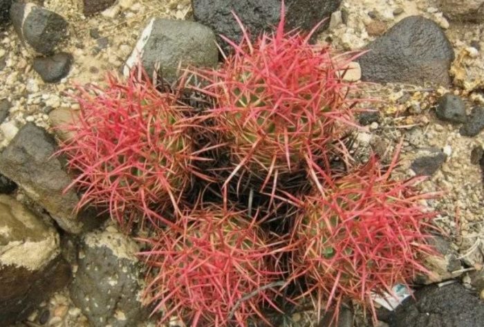 Echinocactus multicapitata