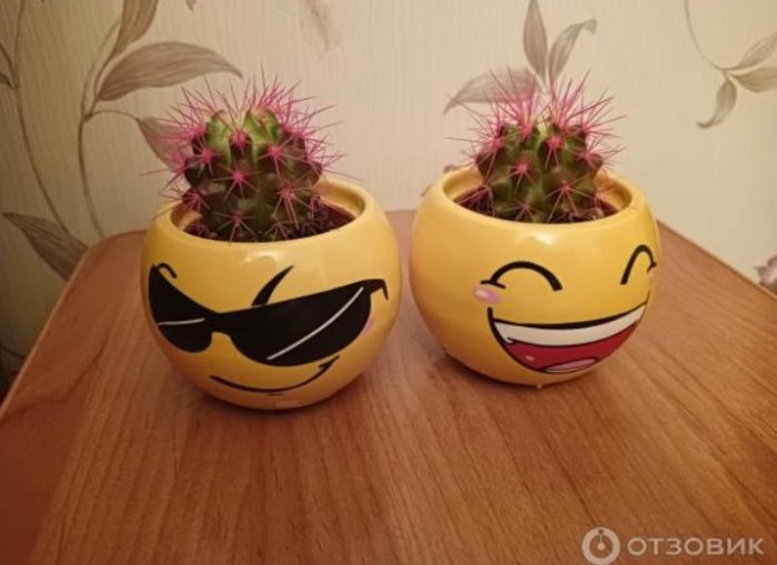 Echinocactus mula sa Magnit