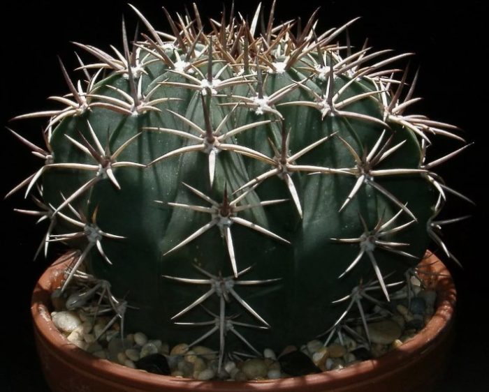 Echinocactus platiacanthus
