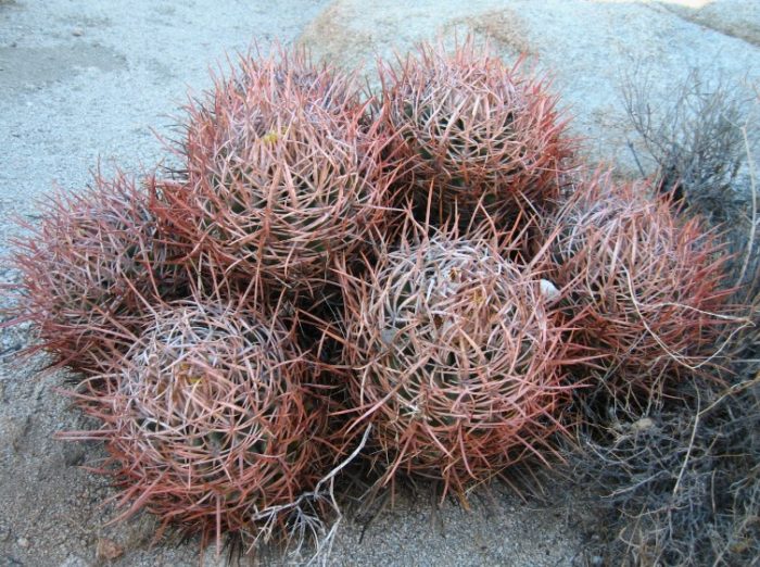 Echinocactus polycephalus