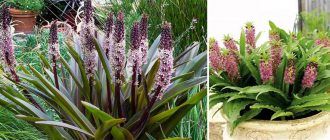 Eucomis