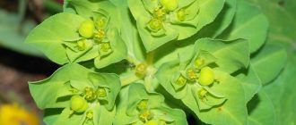Spurge