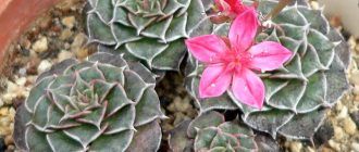 Graptopetalum