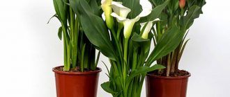 Calla liryo