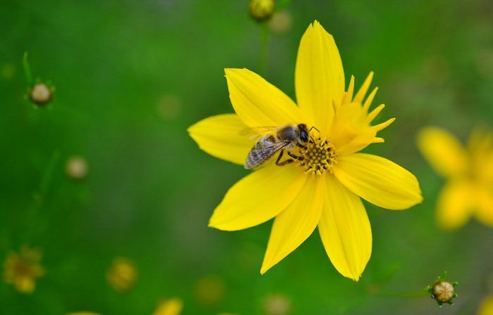 Coreopsis