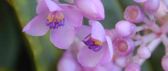 Medinilla