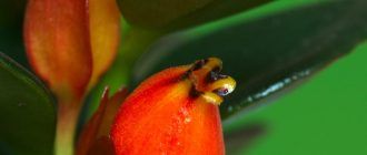 Hypocyrta