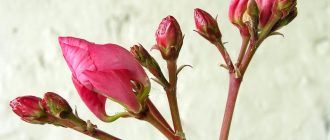Oleander