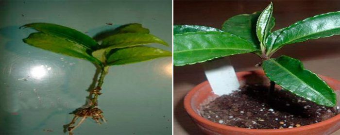 Pagpaparami ng Ardisia