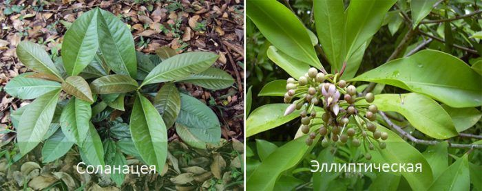 Mga Uri ng Ardisia