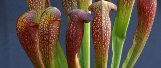 Sarracenia