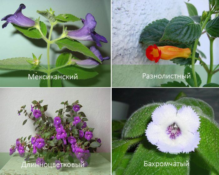 Mga uri ng Achimenes