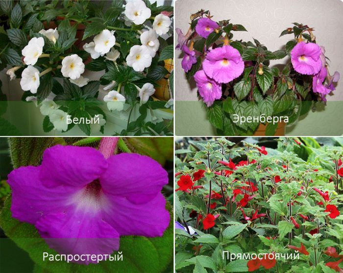 Mga uri ng Achimenes