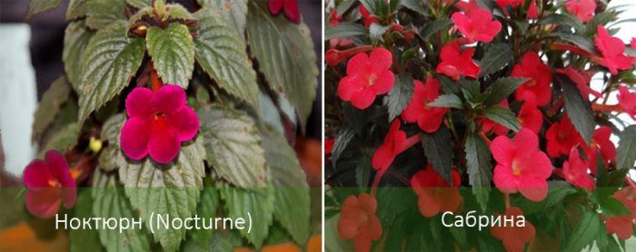 Mga uri ng Achimenes