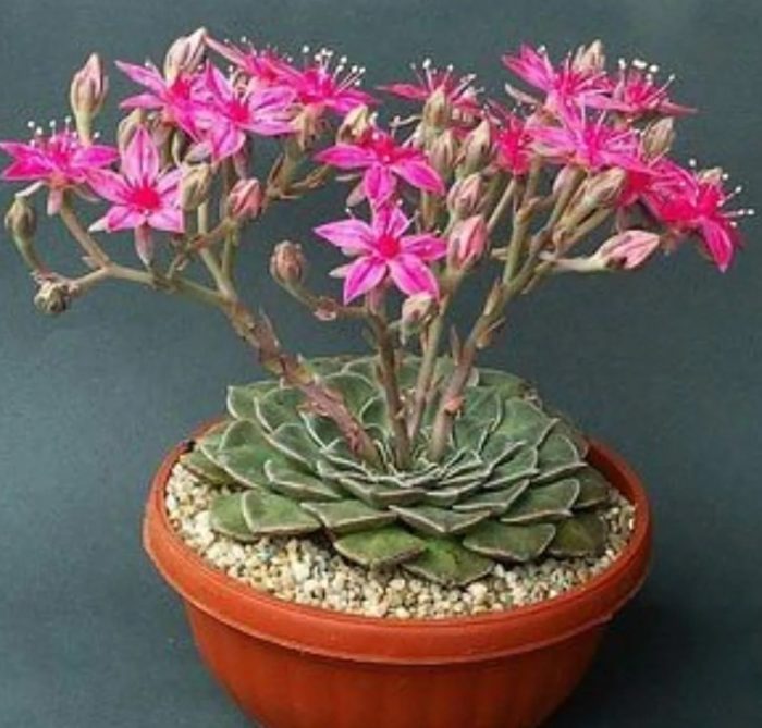 Graptopetalum pulcherrima