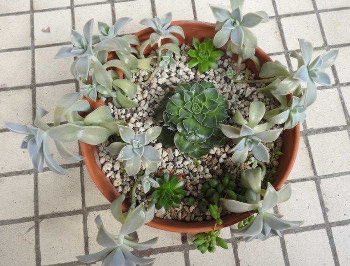 Dalawang succulents sa isang paso