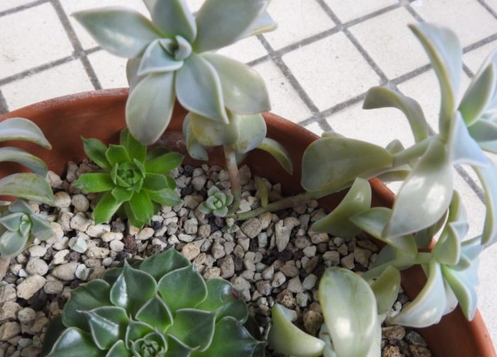 Mayroong dalawang uri ng succulents sa paso