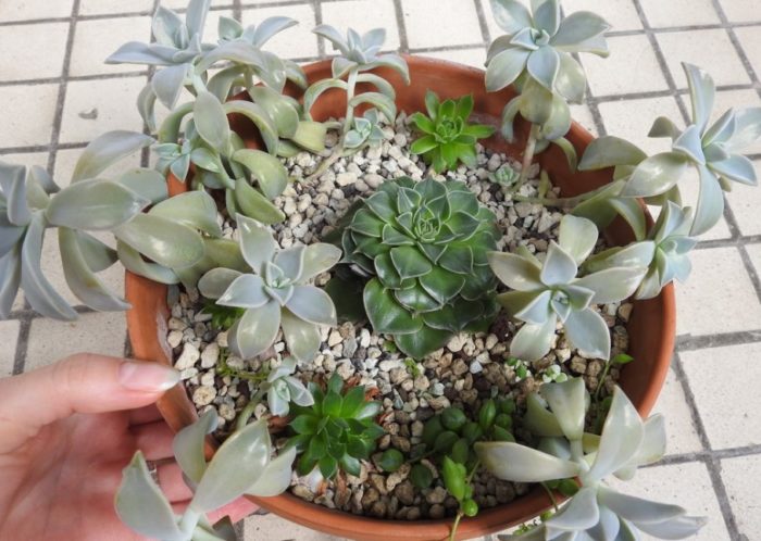 Graptopetalum paraguaiensis
