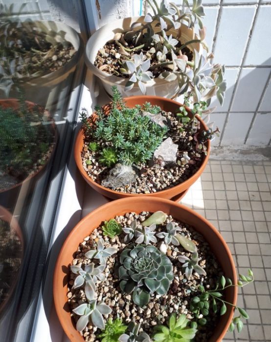 Mga Succulents