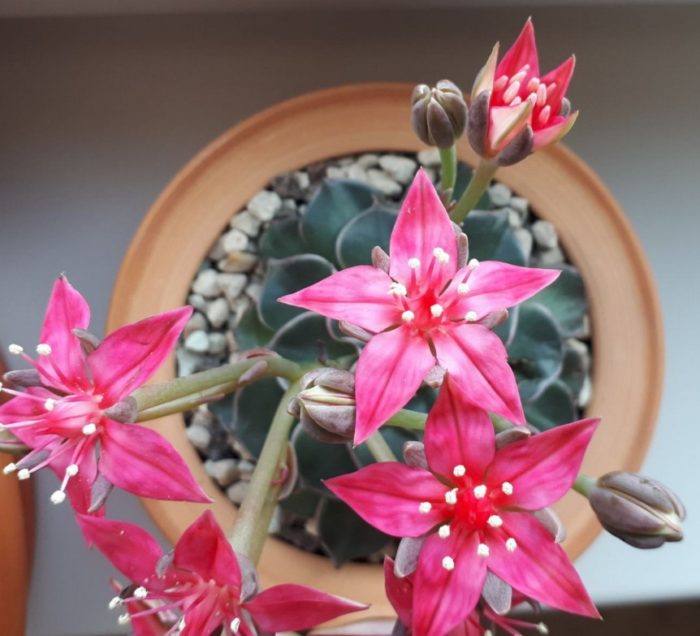 Graptopetalum bellum