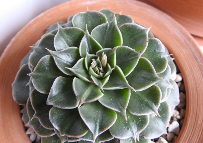 Graptopetalum bellum na walang bulaklak