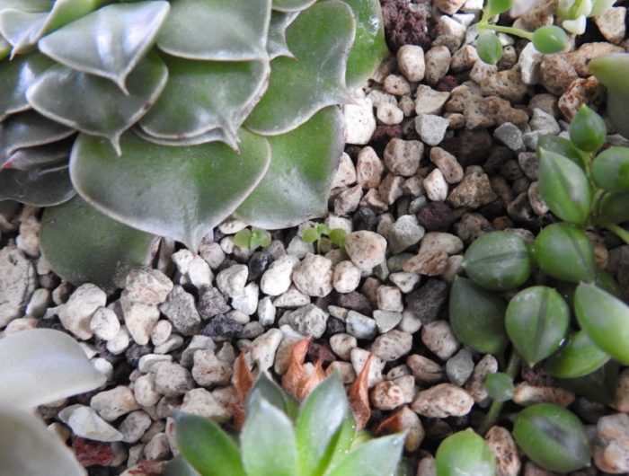 Mga succulents sa isang palayok