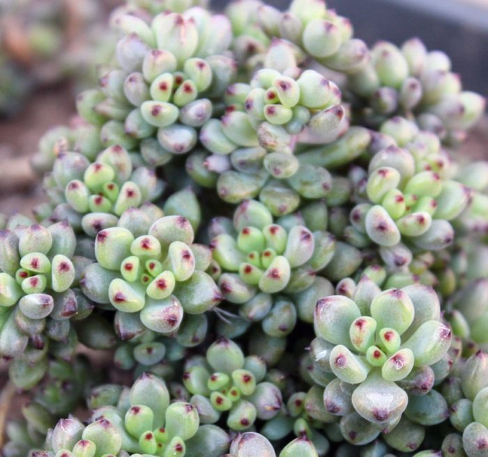 Makapal na graptopetalum